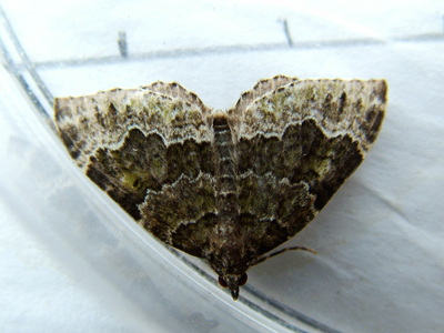 Beech Green Carpet